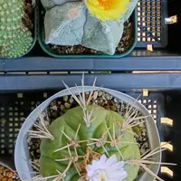 ギムノカリキウムの種類（原種、品種）｜植物図鑑｜みんなの趣味の園芸