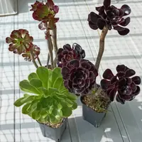 アエオニウムの育て方・栽培方法｜植物図鑑｜みんなの趣味の園芸（NHK