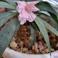 ルエリアの種類（原種、品種）｜植物図鑑｜みんなの趣味の園芸