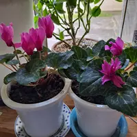 シクラメンのそだレポ（栽培レポート）〔6ページ目〕｜植物図鑑