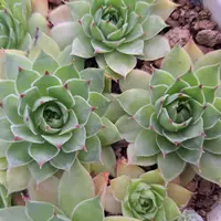 センペルビウム（センペルビブム）の育て方・栽培方法｜植物図鑑