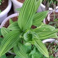 スズランの写真｜植物図鑑｜みんなの趣味の園芸