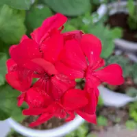ゼラニウム（ゼラニューム）とは｜育て方がわかる植物図鑑