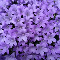 オトメギキョウの育て方・栽培方法｜植物図鑑｜みんなの趣味の