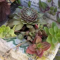 アガベ姫乱雪の基本情報・育て方｜多肉植物・サボテン図鑑
