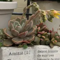 アガベ・ユタエンシス・エボリスピナの基本情報・育て方｜多肉植物