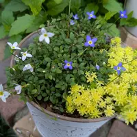 ひなそう ヒナソウ (Houstonia caerulea)