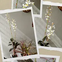 シュスランとは｜育て方がわかる植物図鑑｜みんなの趣味の園芸（NHK出版）