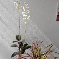 シュスランの種類（原種、品種）｜植物図鑑｜みんなの趣味の園芸（NHK