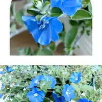 エボルブルス（アメリカンブルー）とは｜育て方がわかる植物図鑑