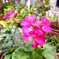 ゼラニウム（ゼラニューム）とは｜育て方がわかる植物図鑑