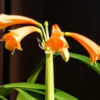 クンシランの種類（原種、品種）｜植物図鑑｜みんなの趣味の園芸（NHK