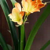 クンシランの種類（原種、品種）｜植物図鑑｜みんなの趣味の園芸（NHK