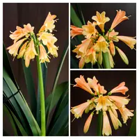 クンシランの種類（原種、品種）｜植物図鑑｜みんなの趣味の園芸（NHK