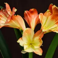 クンシランの種類（原種、品種）｜植物図鑑｜みんなの趣味の園芸（NHK