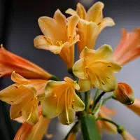 クンシランの種類（原種、品種）｜植物図鑑｜みんなの趣味の園芸（NHK