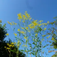 オミナエシとは｜育て方がわかる植物図鑑｜みんなの趣味の園芸