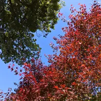 接ぎ木 3種 モミジ類 カエデ属 希少 ガーデニング 紅葉 接ぎ木 3種