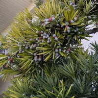 イヌマキの写真｜植物図鑑｜みんなの趣味の園芸