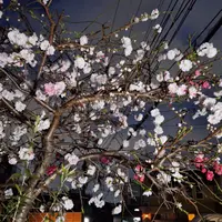 ハナモモの写真｜植物図鑑｜みんなの趣味の園芸