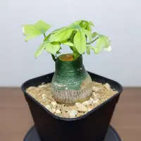 アデニア・グラウカの基本情報・育て方｜多肉植物・サボテン図鑑