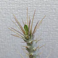 パキポディウムとは|育て方がわかる植物図鑑|みんなの趣味の パキポディウムとは|育て方がわかる植物図鑑|みんなの趣味の