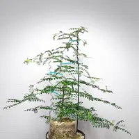オペルクリカリア・デカリーの基本情報・育て方|多肉植物 オペルクリカリア・デカリーの基本情報・育て方|多肉植物