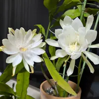 月下美人とは｜育て方がわかる植物図鑑｜みんなの趣味の園芸