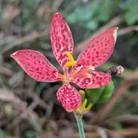 ヒオウギの写真｜植物図鑑｜みんなの趣味の園芸