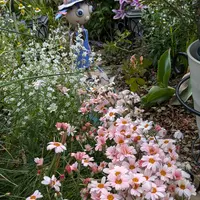 ローダンセマムの写真｜植物図鑑｜みんなの趣味の園芸
