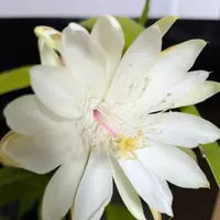 月下美人とは｜育て方がわかる植物図鑑｜みんなの趣味の園芸