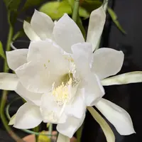 月下美人とは｜育て方がわかる植物図鑑｜みんなの趣味の園芸