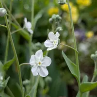 オンファロデスの種類(原種、品種)|植物図鑑|みんなの趣味の オンファロデスの種類(原種、品種)|植物図鑑|みんなの趣味の