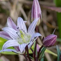 センブリの種類（原種、品種）｜植物図鑑｜みんなの趣味の園芸（NHK出版）