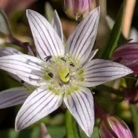 センブリとは｜育て方がわかる植物図鑑｜みんなの趣味の園芸（NHK出版）