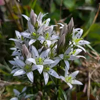 センブリの種類（原種、品種）｜植物図鑑｜みんなの趣味の園芸（NHK出版）