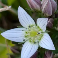 センブリの種類（原種、品種）｜植物図鑑｜みんなの趣味の園芸（NHK出版）