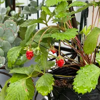 ワイルドストロベリーとは｜育て方がわかる植物図鑑｜みんなの趣味の