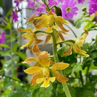エビネ（夏咲き）の写真｜植物図鑑｜みんなの趣味の園芸