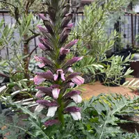 矮性アカンサス 61gst5dcdjL._UF350,350_QL50_.jpg