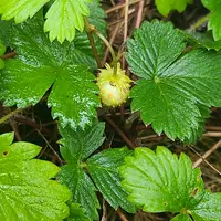 ワイルドストロベリーとは｜育て方がわかる植物図鑑｜みんなの趣味の