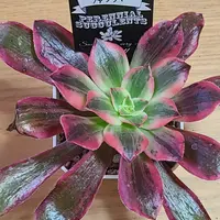 アエオニウムの育て方・栽培方法｜植物図鑑｜みんなの趣味の園芸（NHK