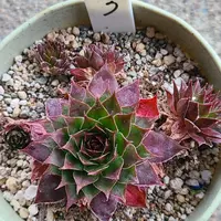 感謝を込めて。センペルビウム15(*´ω`*)Ｍ 感謝を込めて。センペルビウム15(*´ω`*)T