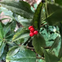 センリョウの育て方・栽培方法｜植物図鑑｜みんなの趣味の園芸