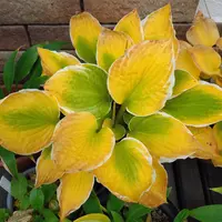 ギボウシ（ホスタ）の写真｜植物図鑑｜みんなの趣味の園芸