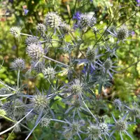 エリンジウム（エリンジューム）とは｜育て方がわかる植物図鑑