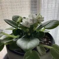 セントポーリアの写真|植物図鑑|みんなの趣味の園芸 セントポーリアの写真|植物図鑑|みんなの趣味の園芸