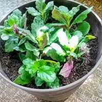 金時草の写真｜植物図鑑｜みんなの趣味の園芸