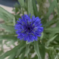 ♢矢車草ページです♢ ヤグルマギク（一年草セントーレア）とは｜育て方がわかる植物