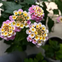 ランタナ様☆ 専用ページ☆ ランタナの写真｜植物図鑑｜みんなの趣味の園芸